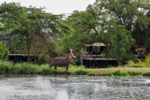 Eco Friendly Safari Lodges in Kenya: Sustainable Luxury Eco Friendly Safari Lodges in Kenya: Sustainable Luxury