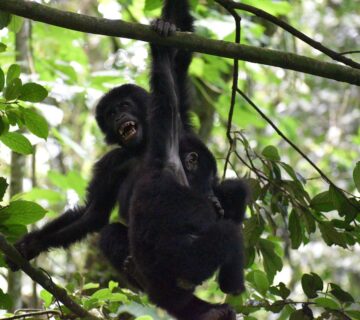 Compare Gorilla Trekking Packages: The Ultimate Guide