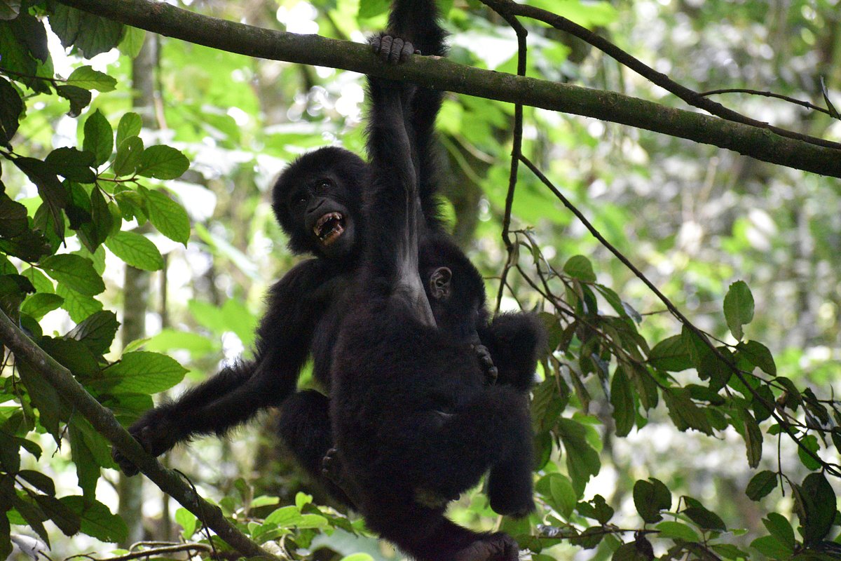 Compare Gorilla Trekking Packages: The Ultimate Guide Compare Gorilla Trekking Packages: The Ultimate Guide