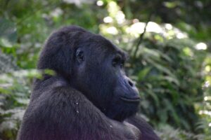 Chimpanzee Trekking Bwindi Add-On: The Perfect Upgrade Chimpanzee Trekking Bwindi Add-On: The Perfect Upgrade