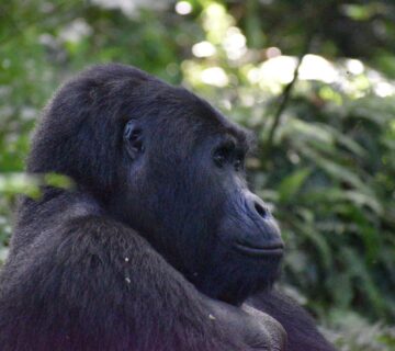AI Trip Planner for Bwindi Gorilla Trekking: The Smartest