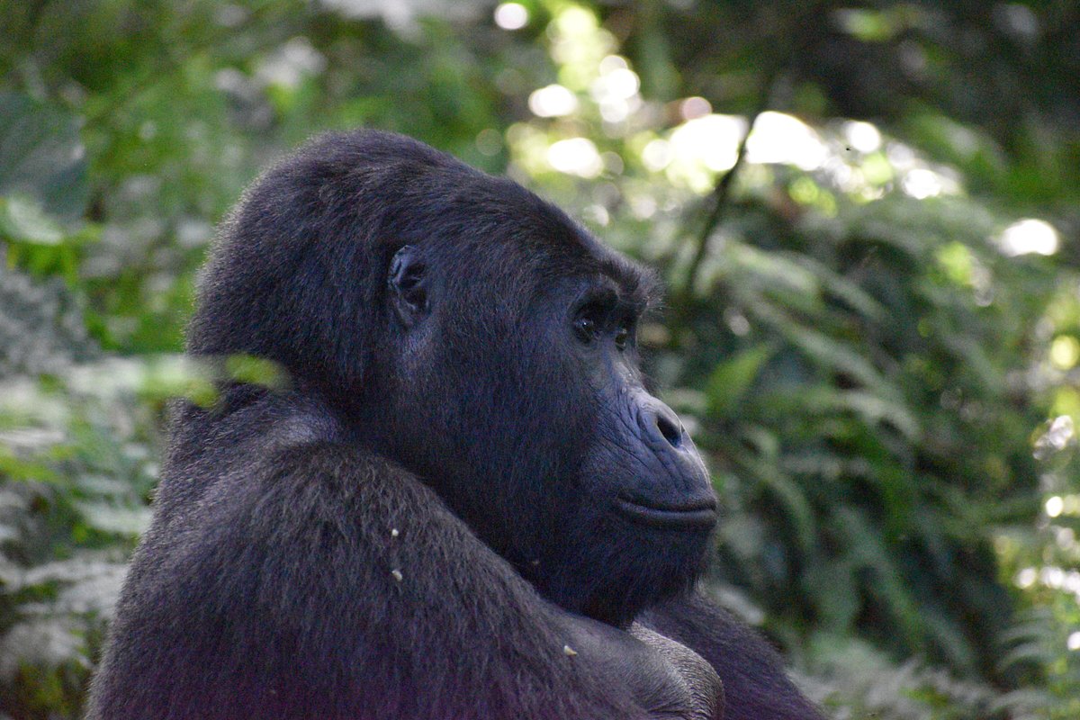 AI Trip Planner for Bwindi Gorilla Trekking: The Smartest