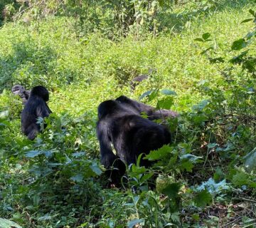 Luxury Primate Safari Uganda: The Top Rated High End Gorilla