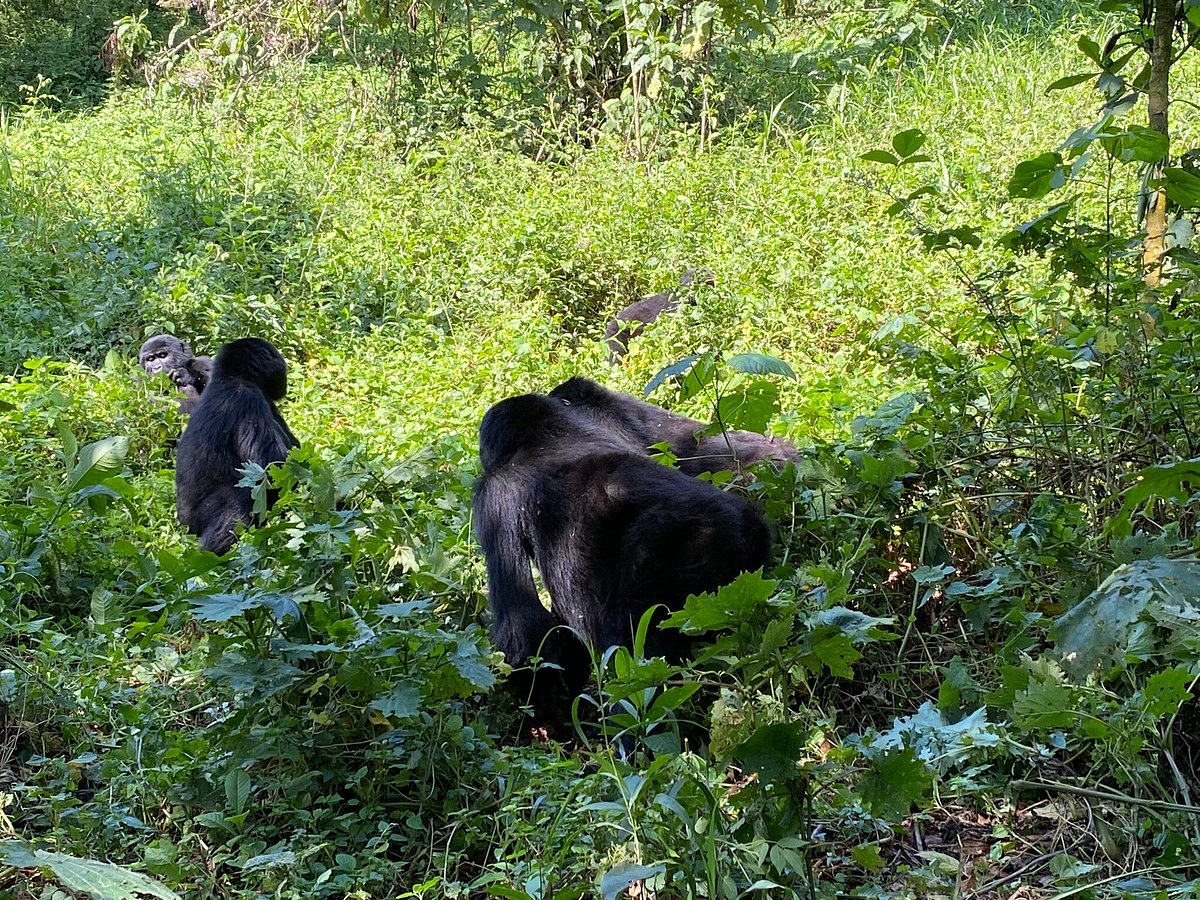 Luxury Primate Safari Uganda: The Top Rated High-End Gorilla Luxury Primate Safari Uganda: The Top Rated High End Gorilla