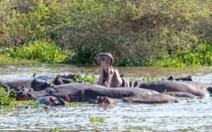 Luxury Safari Murchison Falls: The Ultimate Guide Luxury Safari Murchison Falls: The Ultimate Guide