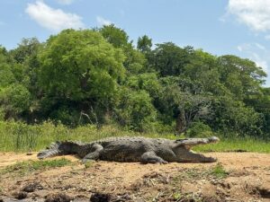 Custom Murchison Falls Itinerary: Design Your Perfect Custom Murchison Falls Itinerary: Design Your Perfect