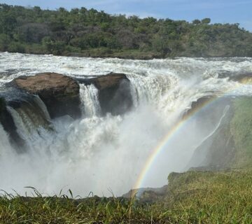 Compare Uganda Safari Packages: The Ultimate Guide
