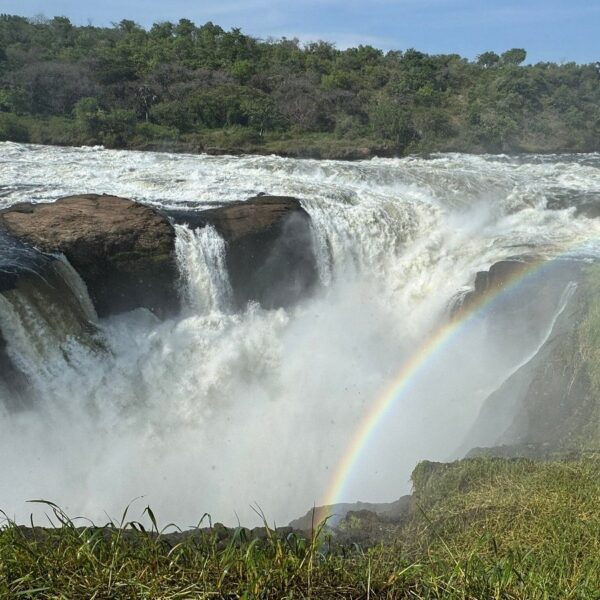 Kenya Wildlife Safari: Masai Mara & Kenya Game Compare Uganda Safari Packages: The Ultimate Guide