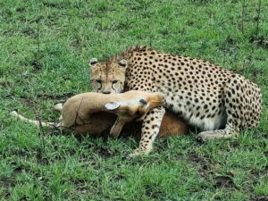 All-Inclusive Masai Mara Safari: The Exclusive Stress-Free