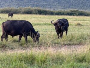 All-Inclusive Masai Mara Safari: The Exclusive Stress-Free