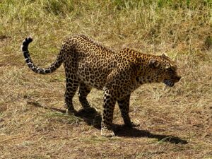 Custom Kenya Safari Itinerary: Design the Perfect Custom Kenya Safari Itinerary: Design the Perfect