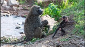 Masai Mara Conservancy Safari: Why Private Conservancies Masai Mara Conservancy Safari: Why Private Conservancies