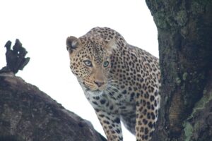Affordable Serengeti Safari Packages: How to Experience Affordable Serengeti Safari Packages: How to Experience