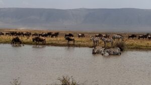Serengeti Migration Safari Packages: The Exceptional Guide Serengeti Migration Safari Packages: The Exceptional Guide