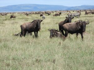 Affordable Serengeti Safari Packages: How to Experience Affordable Serengeti Safari Packages: How to Experience