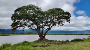 1 Day Ngorongoro Crater Tour: The Ultimate Big Five Safari 1 Day Ngorongoro Crater Tour: The Ultimate Big Five Safari