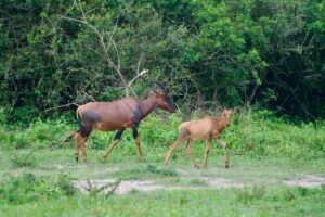 Lake Mburo Safari Packages: The Ultimate Guide to Uganda Lake Mburo Safari Packages: The Ultimate Guide to Uganda