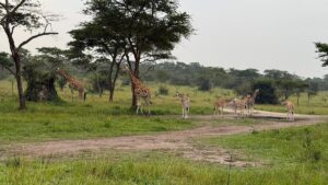 Lake Mburo Safari Packages: The Ultimate Guide to Uganda Lake Mburo Safari Packages: The Ultimate Guide to Uganda