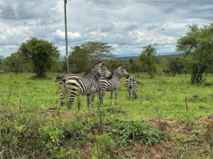 Lake Mburo Safari Packages: The Ultimate Guide to Uganda Lake Mburo Safari Packages: The Ultimate Guide to Uganda