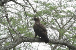 Lake Mburo Safari Packages: The Ultimate Guide to Uganda Lake Mburo Safari Packages: The Ultimate Guide to Uganda