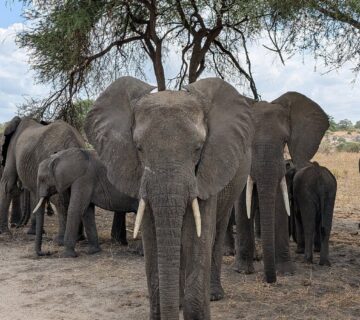 Tarangire Safari Packages: The Perfect Guide to Tanzania