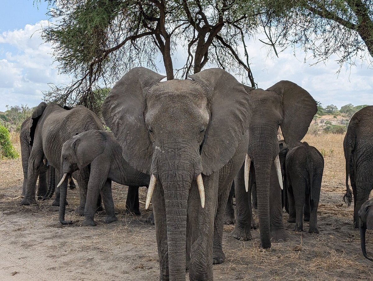 Tarangire Safari Packages: The Perfect Guide to Tanzania Tarangire Safari Packages: The Perfect Guide to Tanzania