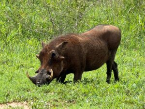 Tarangire Safari Packages: The Perfect Guide to Tanzania Tarangire Safari Packages: The Perfect Guide to Tanzania