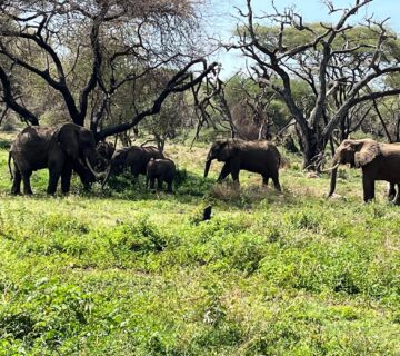 Tarangire Safari Cost: Complete 2026 Guide to Budget,