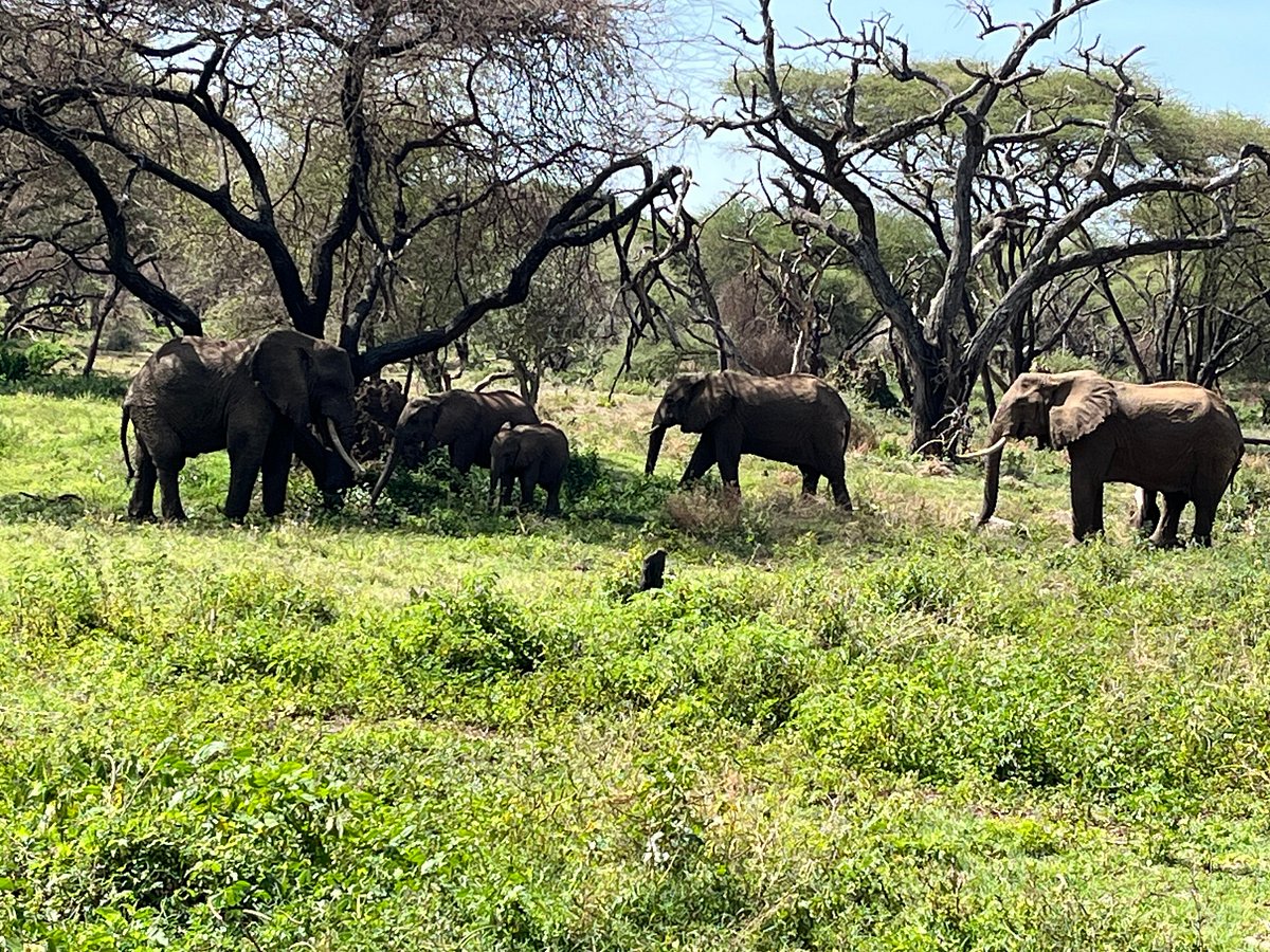 Tarangire Safari Cost: Complete 2026 Guide to Budget,
