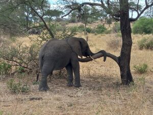 Best Time to Visit Tarangire National Park: