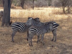 Best Time to Visit Tarangire National Park: