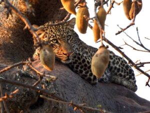 Best Lodges in Tarangire: 15 Incredible Safari Lodges Best Lodges in Tarangire: 15 Incredible Safari Lodges