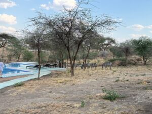 Best Lodges in Tarangire: 15 Incredible Safari Lodges Best Lodges in Tarangire: 15 Incredible Safari Lodges