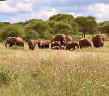 Tarangire Safari Packages from Arusha: The Ultimate Guide