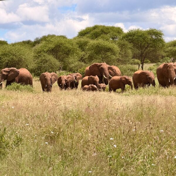 Tarangire Elephant Safari Package: The Ultimate Tanzania