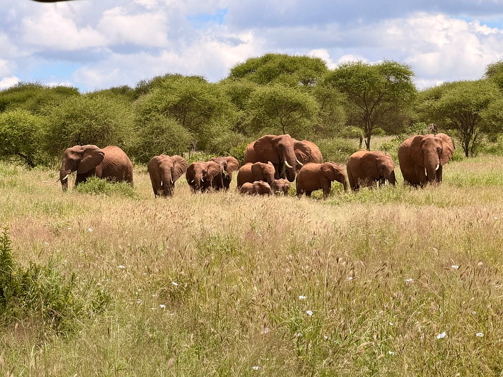 Tarangire Safari Packages from Arusha: The Ultimate Guide Tarangire Elephant Safari Package: The Ultimate Tanzania