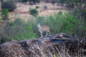 Tarangire Safari Packages from Arusha: The Ultimate Guide Tarangire Safari Packages from Arusha: The Ultimate Guide