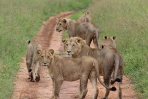 Tarangire Safari Packages from Arusha: The Ultimate Guide Tarangire Safari Packages from Arusha: The Ultimate Guide