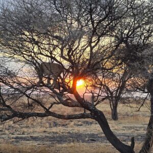Tarangire Safari Packages from Arusha: The Ultimate Guide Tarangire Safari Packages from Arusha: The Ultimate Guide