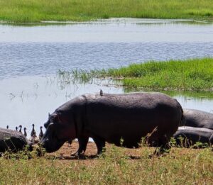 Tarangire Safari Packages from Arusha: The Ultimate Guide Tarangire Safari Packages from Arusha: The Ultimate Guide