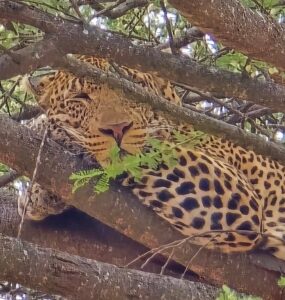 Tarangire Safari Packages from Arusha: The Ultimate Guide Tarangire Safari Packages from Arusha: The Ultimate Guide