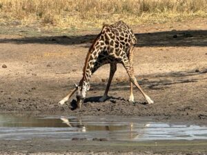 2 Day Tarangire Safari Cost: Complete Pricing Guide 2 Day Tarangire Safari Cost: Complete Pricing Guide