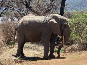Lake Manyara Safari Cost: Complete 2026 Price Guide Lake Manyara Safari Cost: Complete 2026 Price Guide