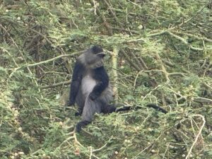 10 Reasons Lake Manyara Is Tanzania Most Underrated 10 Reasons Lake Manyara Is Tanzania Most Underrated