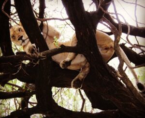 Where to See Tree Climbing Lions in Tanzania: The Ultimate Where to See Tree Climbing Lions in Tanzania: The Ultimate