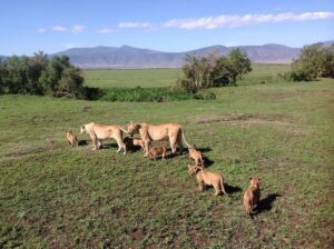 Best Time to Visit Lake Manyara for Flamingos & Wildlife: Best Time to Visit Lake Manyara for Flamingos & Wildlife:
