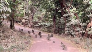 Best Time to Visit Lake Manyara for Flamingos & Wildlife: Best Time to Visit Lake Manyara for Flamingos & Wildlife: