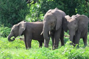 Best Time to Visit Lake Manyara for Flamingos & Wildlife: Best Time to Visit Lake Manyara for Flamingos & Wildlife: