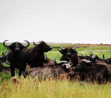 1 Day Lake Manyara Safari from Arusha: Is It Worth It