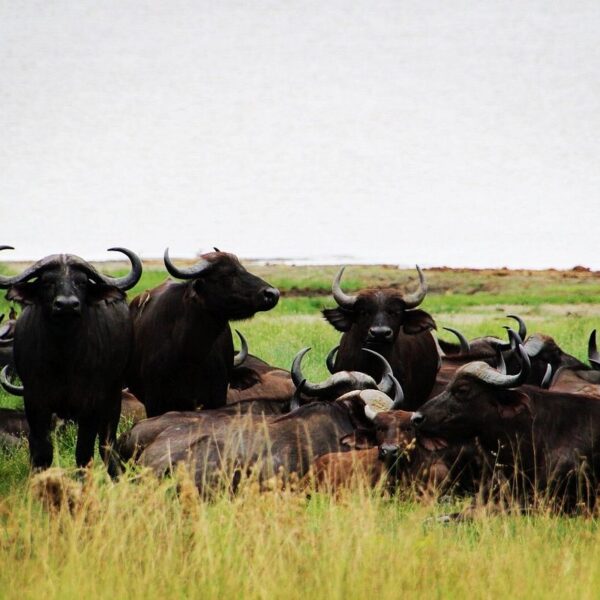 gorilla trekking 1 Day Lake Manyara Safari from Arusha: Is It Worth It